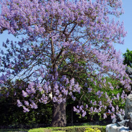 Planta proibida em Portugal-Paulownia